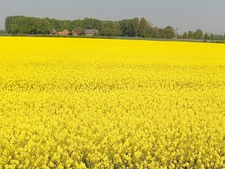 rapsfeld